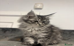 Maine Coon cats for sale:  TICA Maine Coon Kittens Ready for  **  🎁  - Advert 20