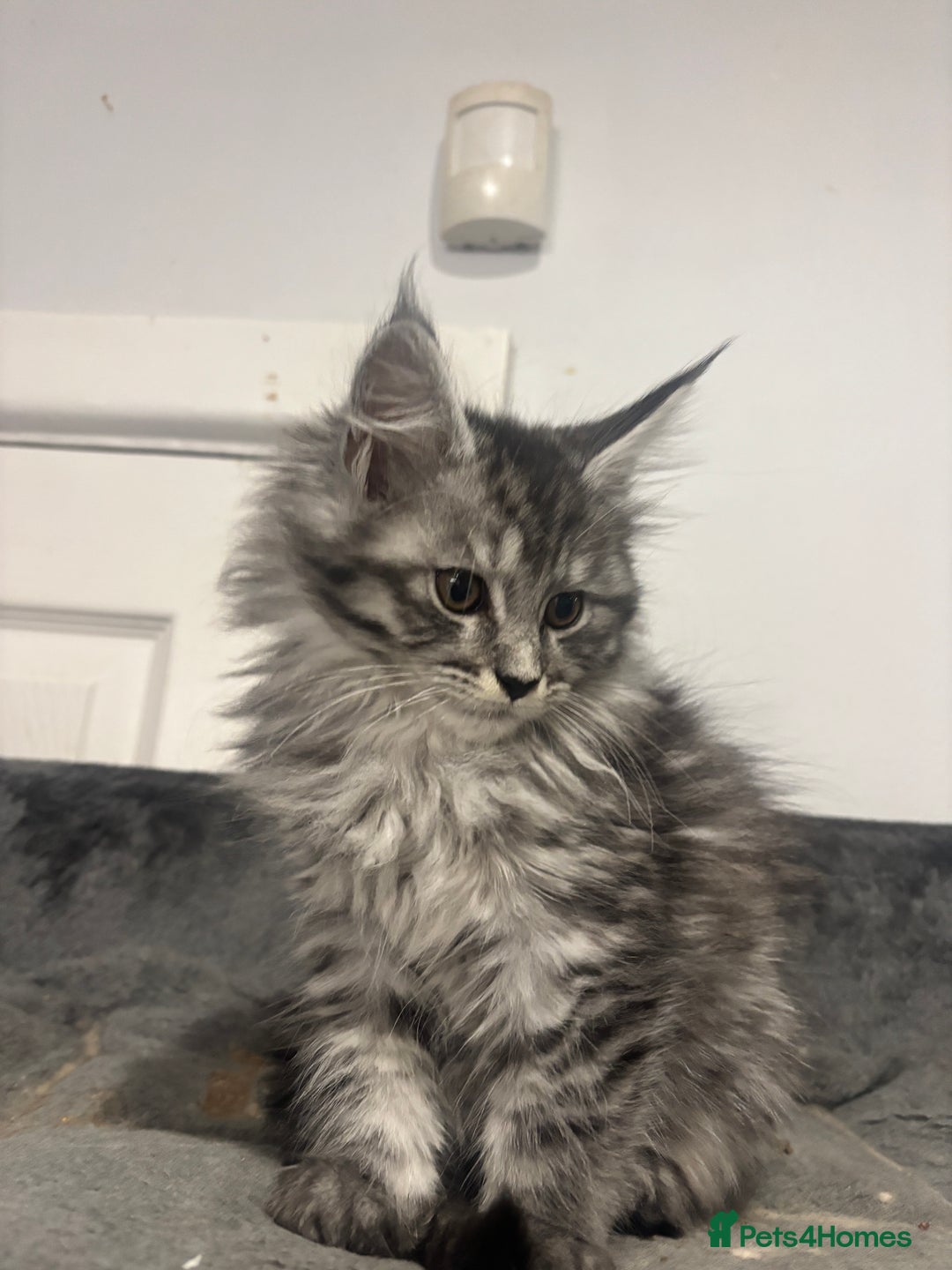 Maine Coon cats for sale:  TICA Maine Coon Kittens Ready for  **  🎁  - Advert 20