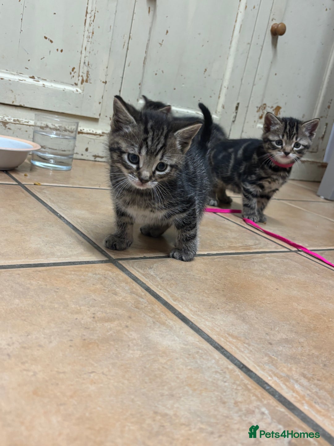 British Shorthair cats for sale: Kittens for sale - Advert 6