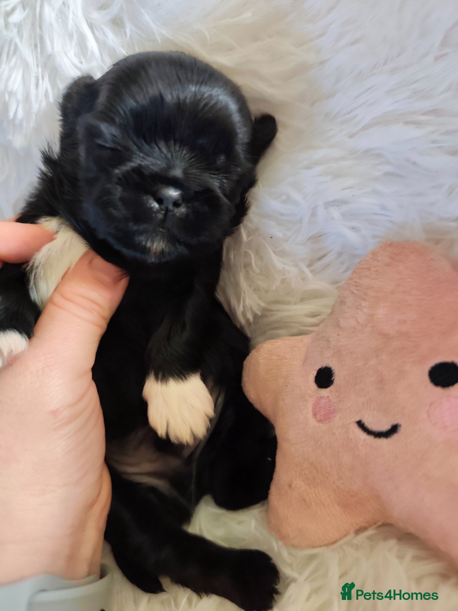 Shih Tzu dogs Gorgeous  shish tzu puppies  - Advert 2