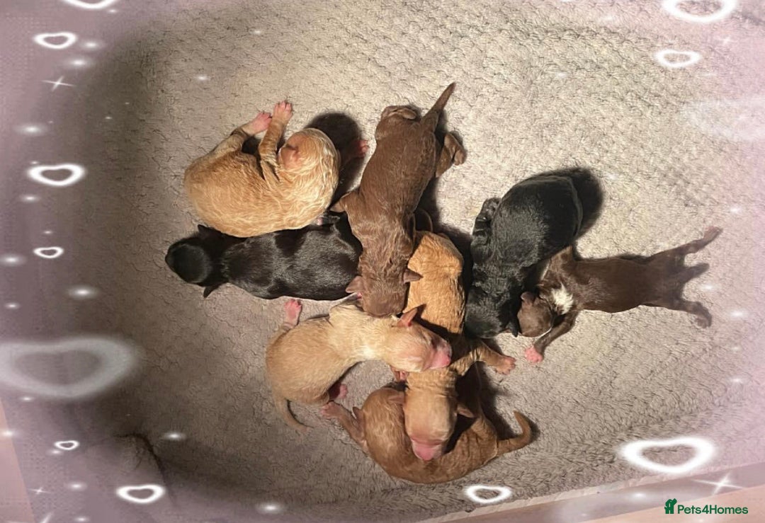 Miniature Poodle dogs for stud: HEALTH TESTED Kc Registered Miniature Poodle STUD in Doncaster - Image 16
