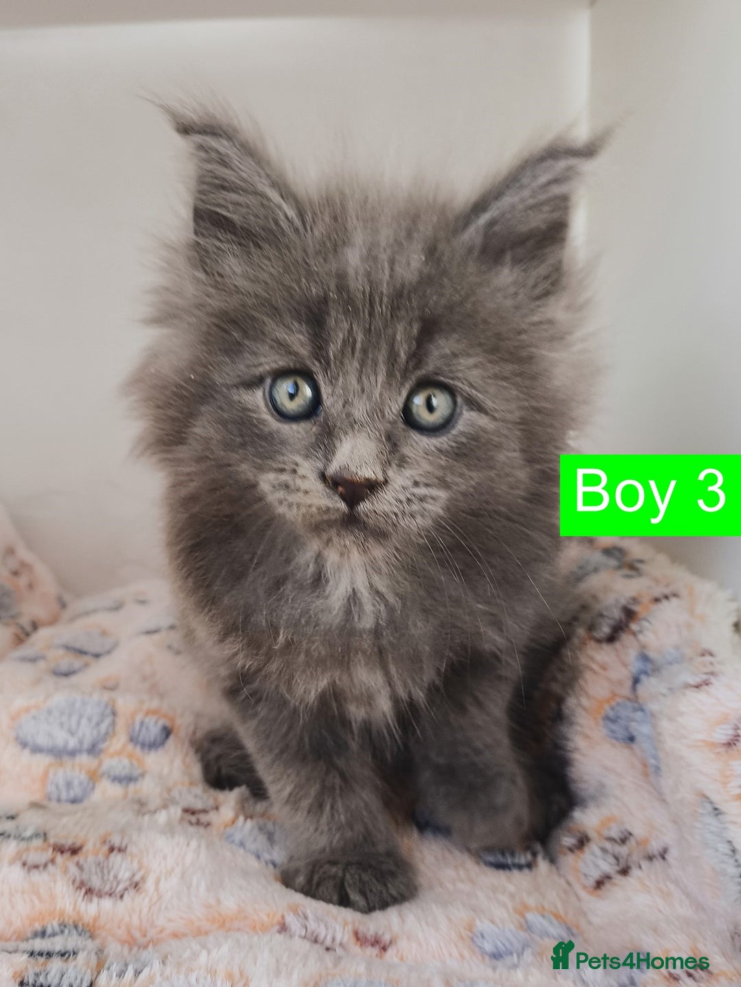 Maine Coon cats for sale: Blue Maine coon kittens + DNA health tested  - Advert 11