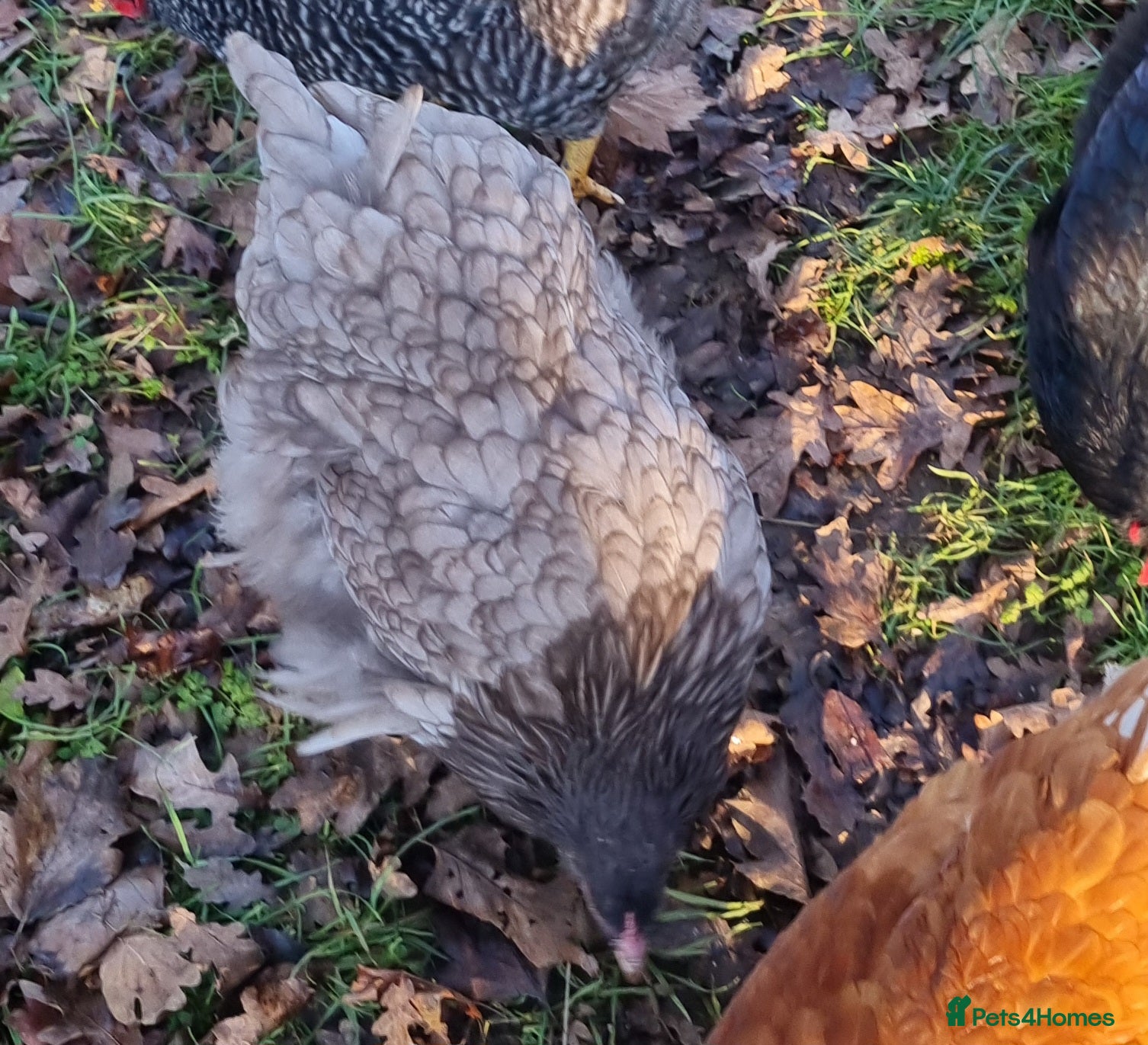 Chickens poultry Orpington English Rare Colour Trio - Advert 22