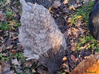 Chickens poultry Orpington English Rare Colour Trio - Advert 22