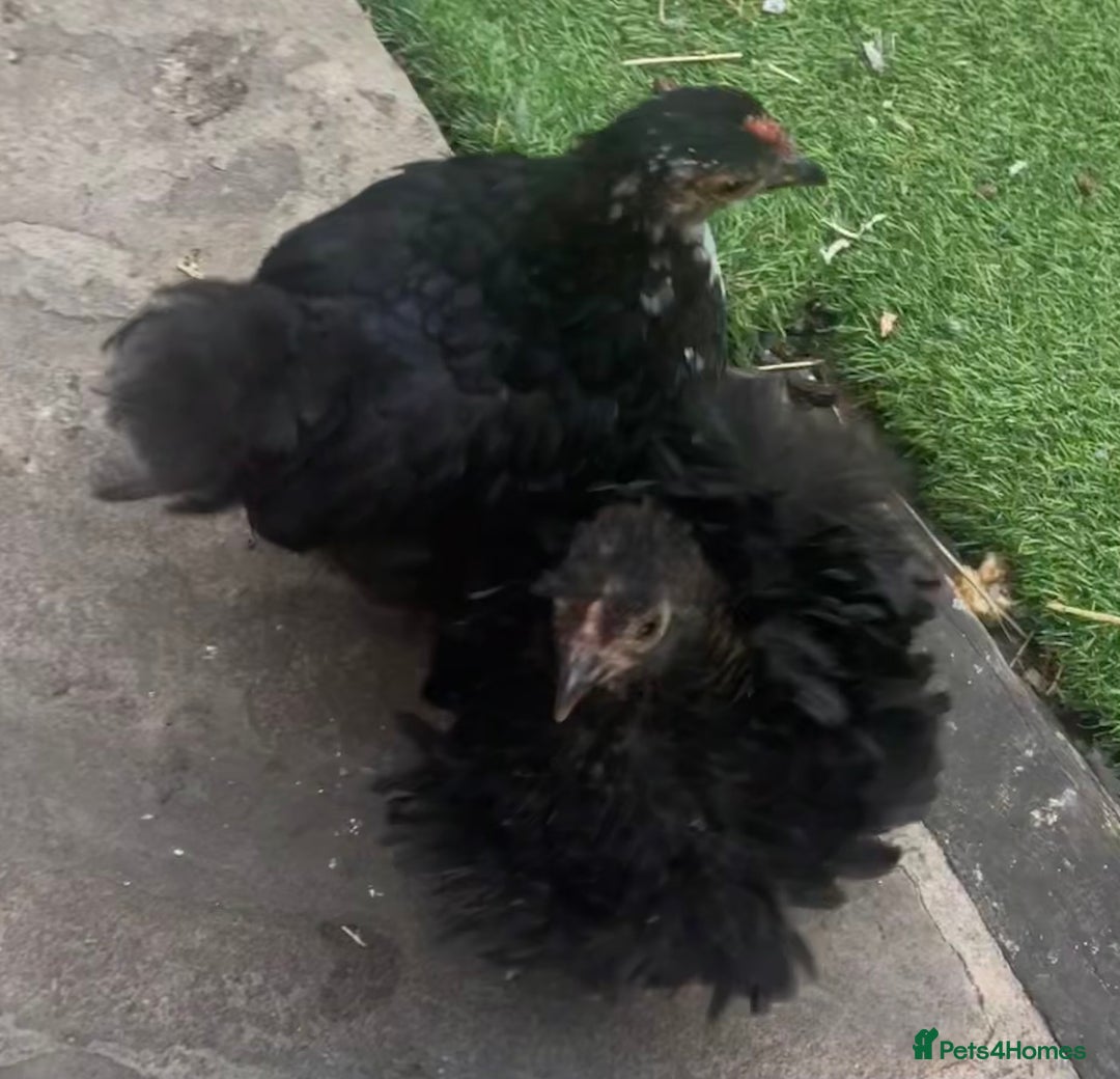 Chickens poultry for sale: Hen, POL Hens, Cockerels and chicks - Image 12