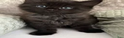 Mixed Breed cats for sale: Beautiful Ragdoll x kittens for sale  - Advert 20