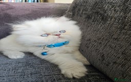 Persian cats for sale: Stunning Pedigree Persian Kitten - Image 9