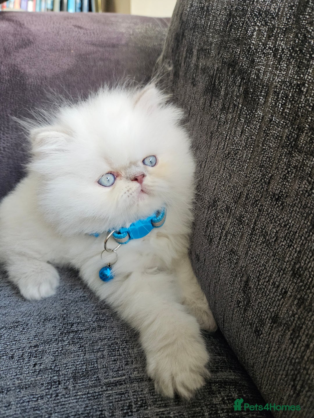Persian cats for sale: Stunning Pedigree Persian Kitten - Image 9