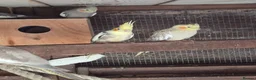 Mixed Breed birds for sale: Birds  - Advert 6