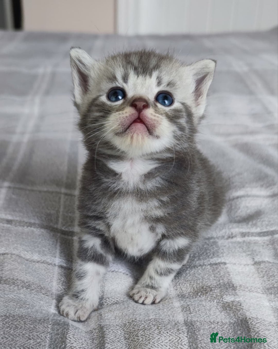 British Shorthair cats for sale: ✨4 Pure BSH Tabby kittens✨ - Advert 1