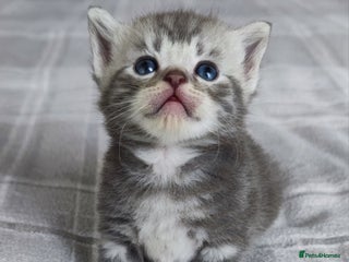 British Shorthair cats ✨4 Pure BSH Tabby kittens✨ - Advert 1