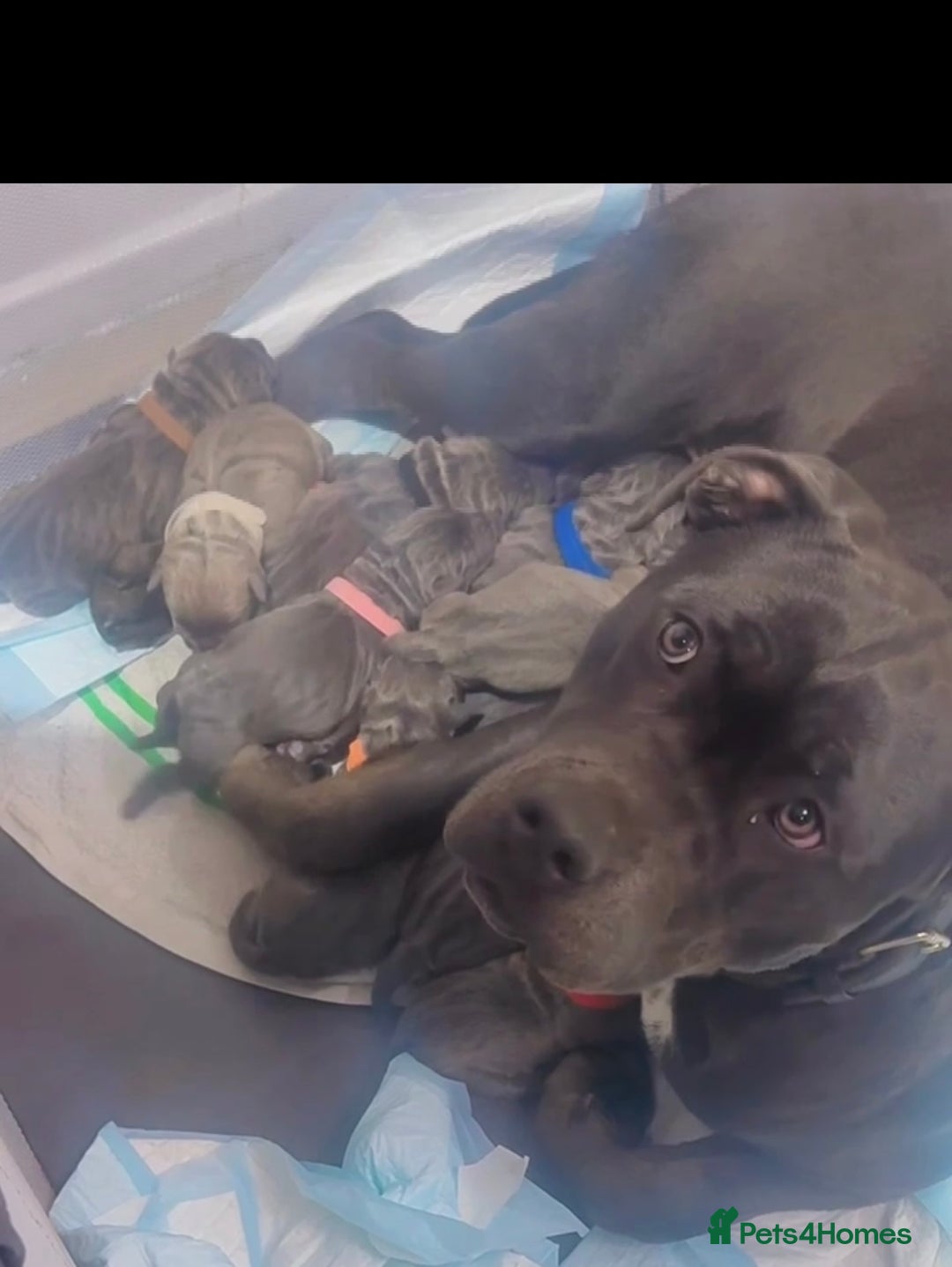 Cane Corso dogs for sale: Cane corso puppies, beautiful litter. - Advert 2