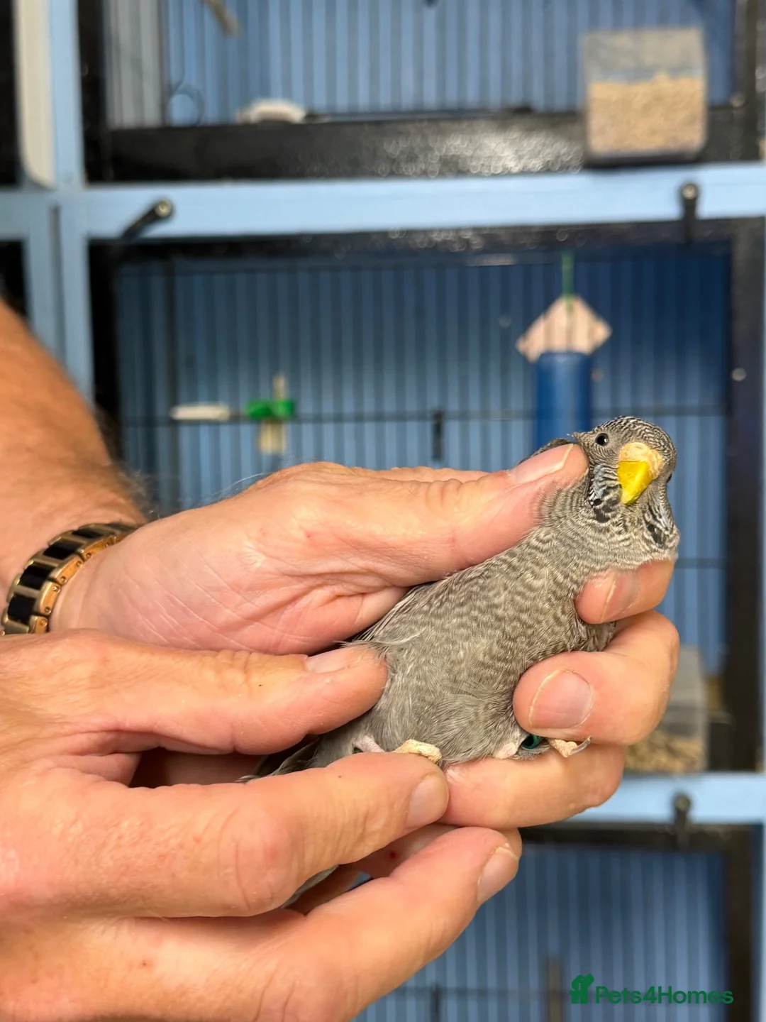 Budgerigars birds for sale: Black face black wings  in Dudley - Advert 1