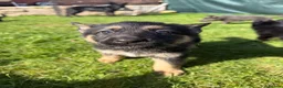 German Shepherd dogs for sale: German Shepherd Puppies for Sale.Multiple colours in Leeds - Advert 17
