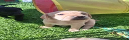 Labrador Retriever dogs for sale: Labrador Pups KC Reg.  - Advert 21