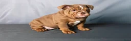 English Bulldog dogs for sale: KC registered English bulldog puppies  - Advert 17