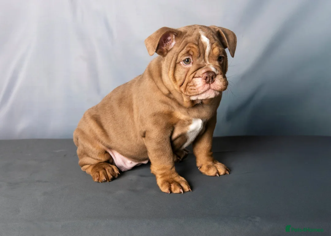 English Bulldog dogs for sale: KC registered English bulldog puppies  - Advert 17