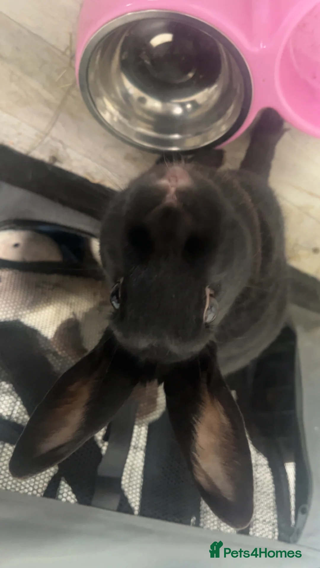 English rabbits for sale: Rabbit  in Durham - Advert 1