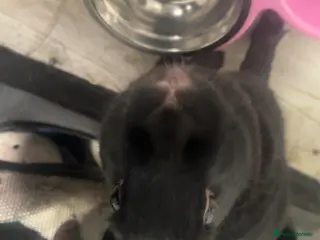 English rabbits Rabbit - Advert 4