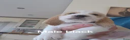 Basset Griffon Vendeen dogs for sale: Griffon grand bassets  - Advert 3