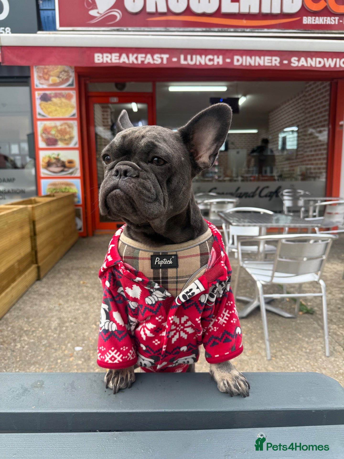 French Bulldog dogs FRENCHIE X PUPS FOR SALE  - Advert 1