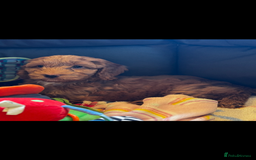 Cavapoo dogs for sale: Health tested cavapoos  - Image 1