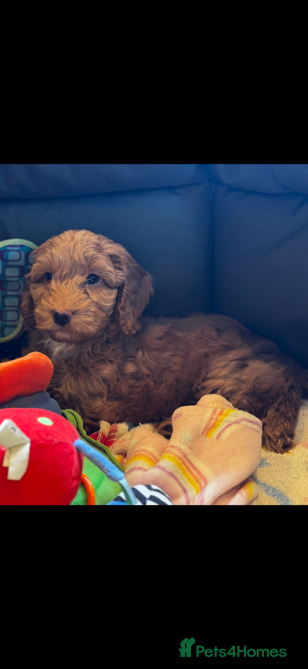 Cavapoo dogs for sale: Health tested cavapoos  - Image 1