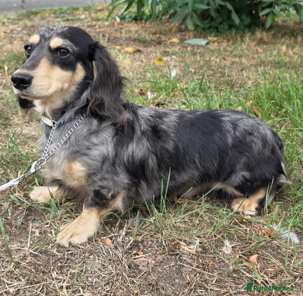 Miniature Dachshund dogs 5* KC Champion Blood Miniature Long Hair Dachshund - Advert 2