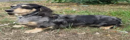 Miniature Dachshund dogs for sale: 5* KC Champion Blood Miniature Long Hair Dachshund - Advert 2