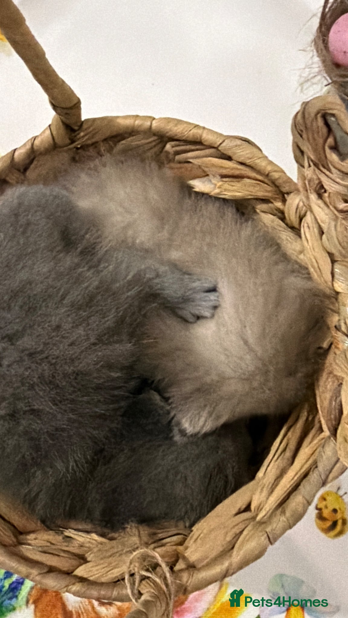 British Shorthair cats British shorthair kittens ready for May  - Advert 2