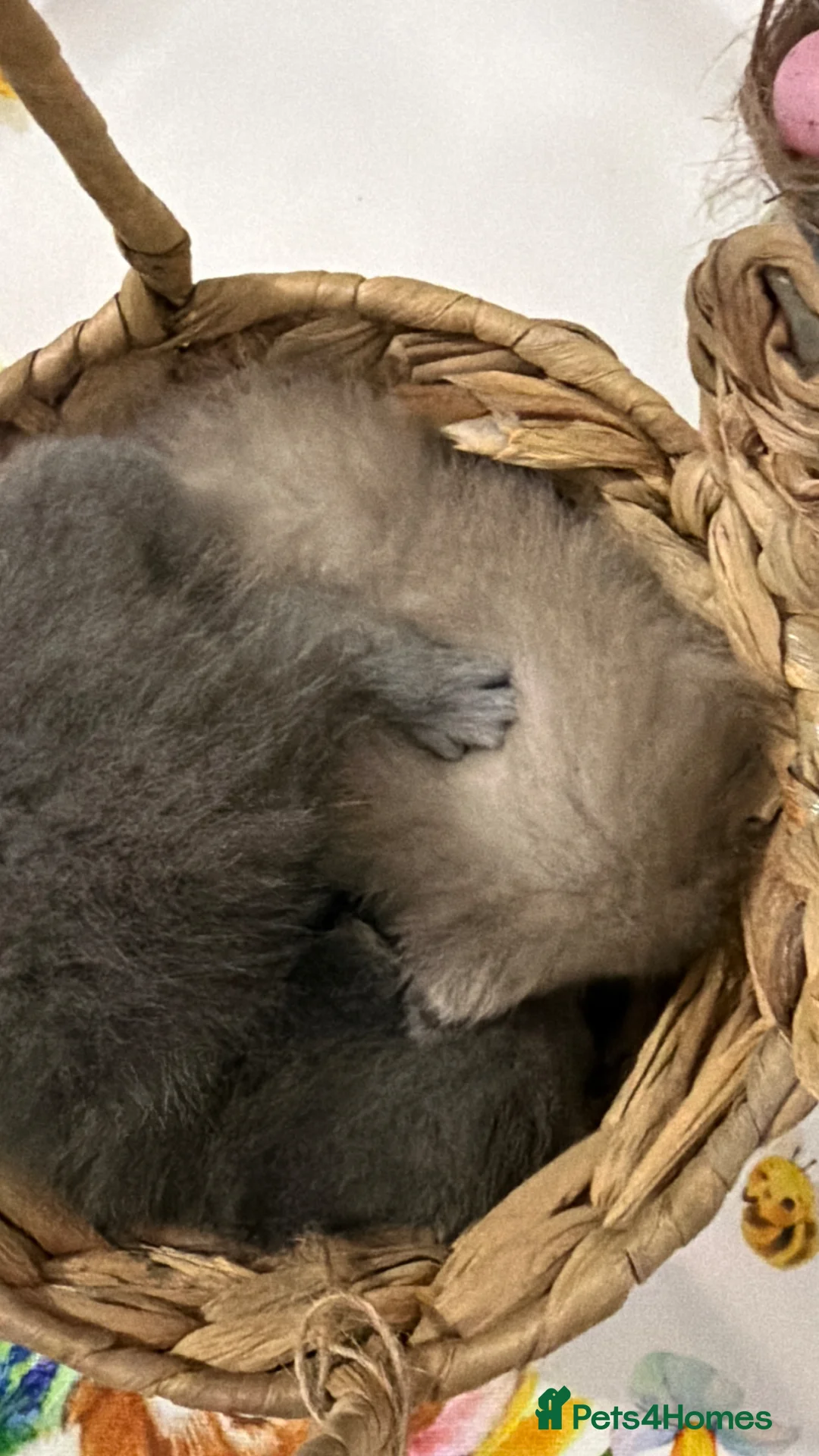 British Shorthair cats for sale: British shorthair kittens ready for May  - Advert 2