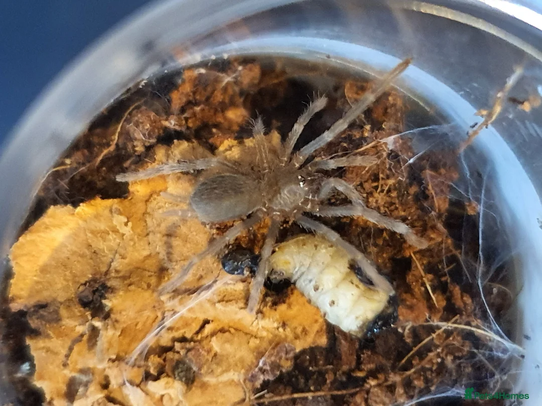 Tarantulas invertebrates for sale: Various Tarantulas for sale - Advert 6