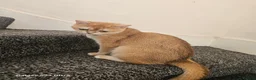 British Shorthair cats for sale: Shogai (British Shorthair) - Advert 5