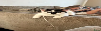 Kitten 4