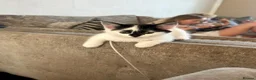 Mixed Breed cats for sale: 5 beautiful black and white kittens.READY TO GO!!  in Lichfield - Advert 7