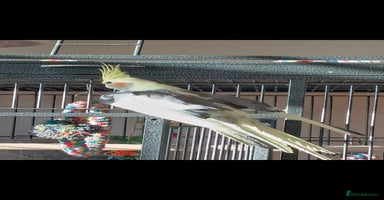 Cockatiels birds - Advert 13