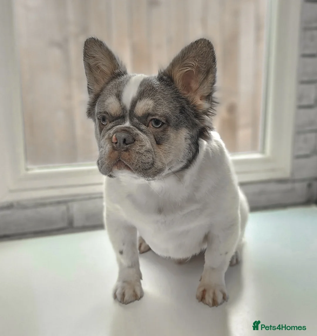 French Bulldog dogs for stud: Lilac & Tan Pied fluffy carrying testable choc in Motherwell - Advert 2