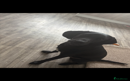 Springador dogs for sale: Beautiful male Labrador pup  - Image 7