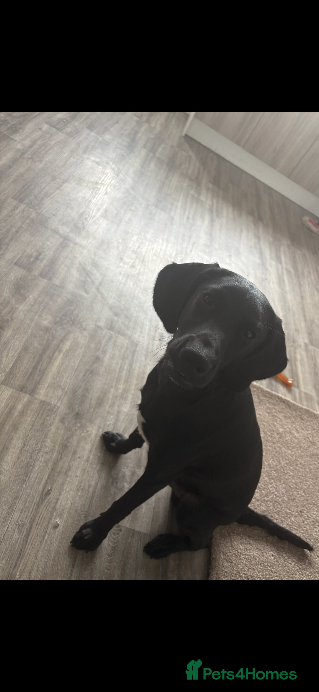 Springador dogs for sale: Beautiful male Labrador pup  - Image 7