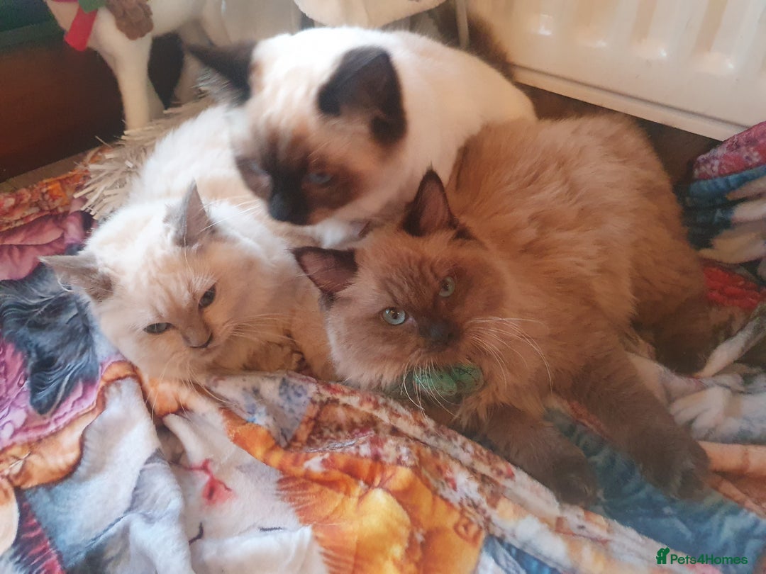 Ragdoll cats for sale: Mink & traditional Ragdolls - Advert 26