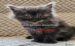 Maine Coon cats for sale: Quality Maine Coon kittens TICA registered  - Image 22