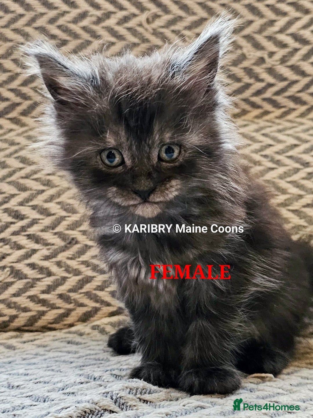 Maine Coon cats for sale: Quality Maine Coon kittens TICA registered  - Image 22