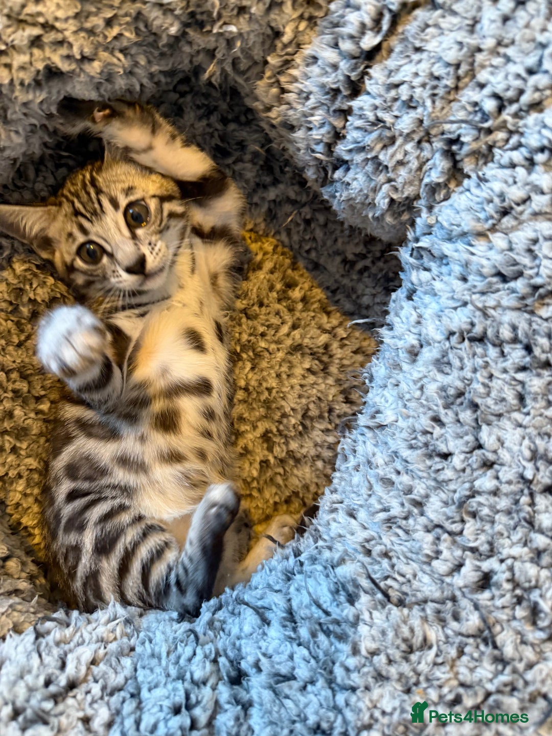 Bengal cats for sale: ⭐️Divine silver black spotted tabby bengal ⭐️ - Advert 3