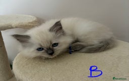 Ragdoll cats for sale: Pure Ragdoll Kittens *Ready for their new home* - Image 17