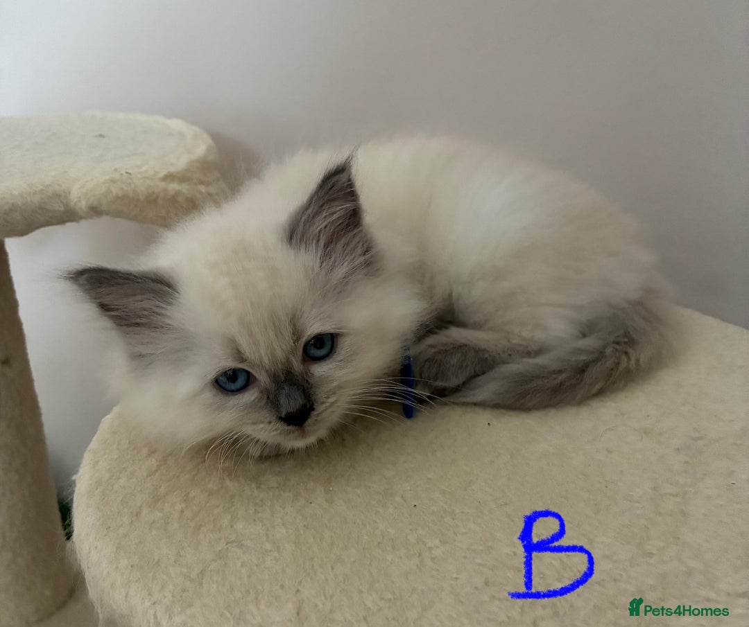Ragdoll cats for sale: Pure Ragdoll Kittens *Ready for their new home* - Image 17