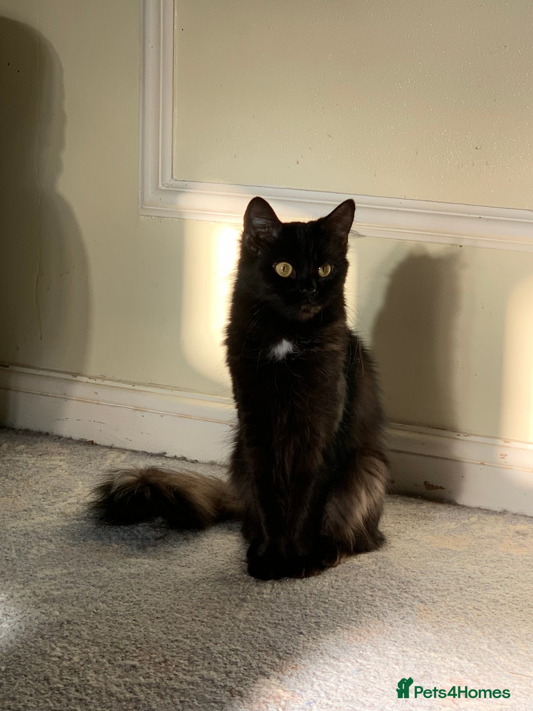 Mixed Breed cats for sale: Two Beautiful Black Female cats - Indoor Only   - Advert 3