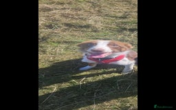 Welsh Collie dogs for sale: Welsh Sheepdog Pup - Female - Image 3