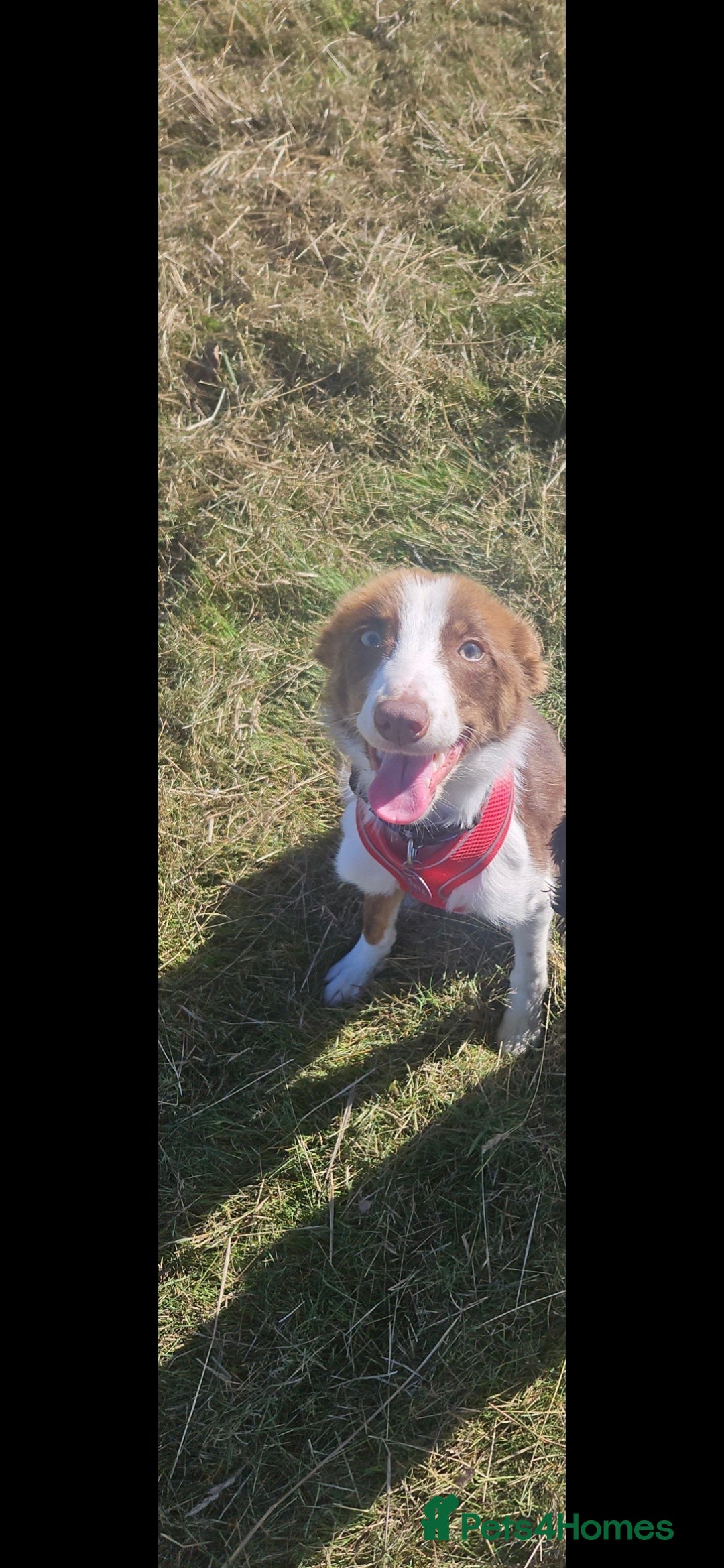 Welsh Collie dogs for sale: Welsh Sheepdog Pup - Female - Image 3