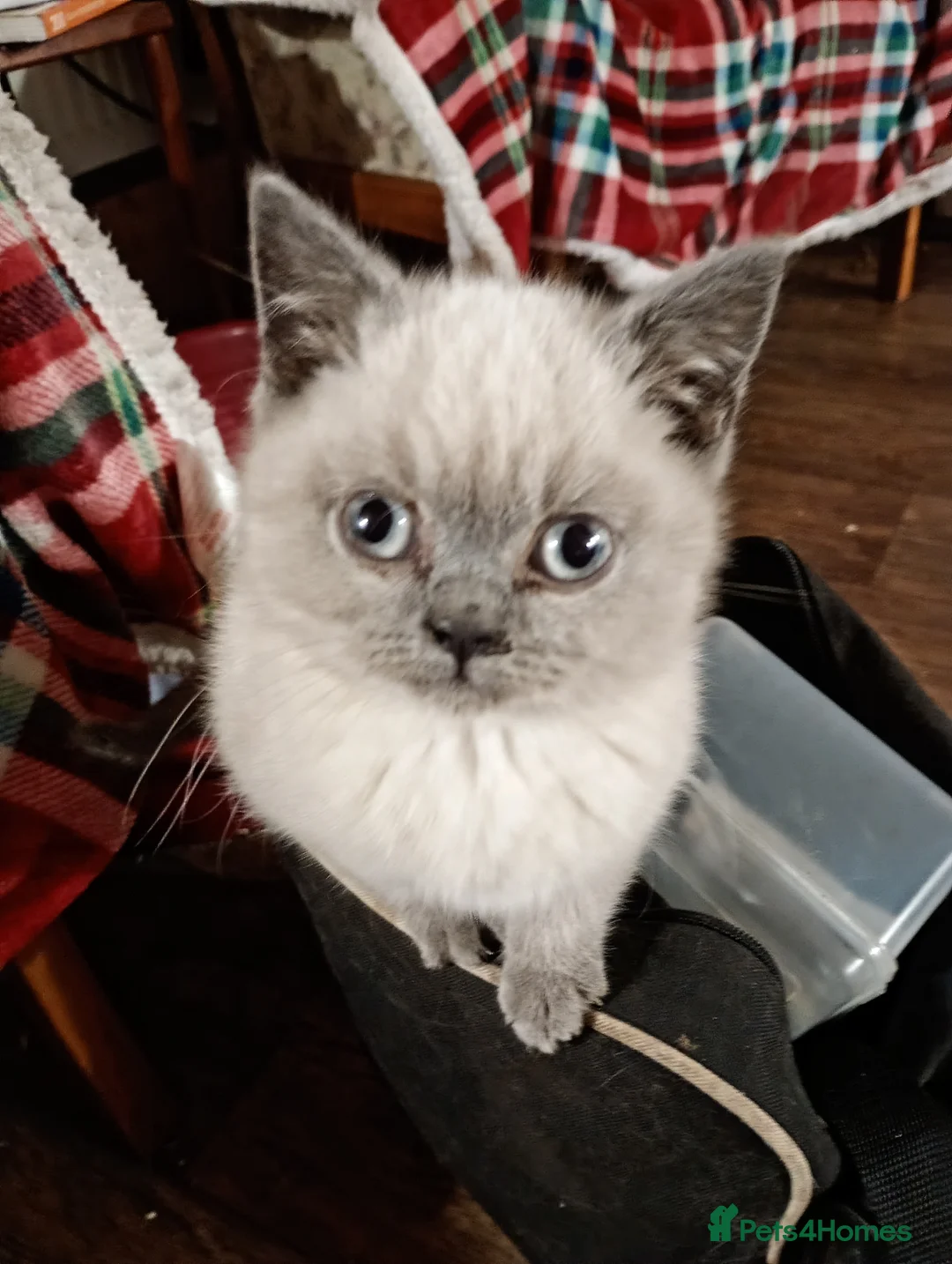 British Shorthair cats for sale: Full British Shorthair kittens - Advert 6