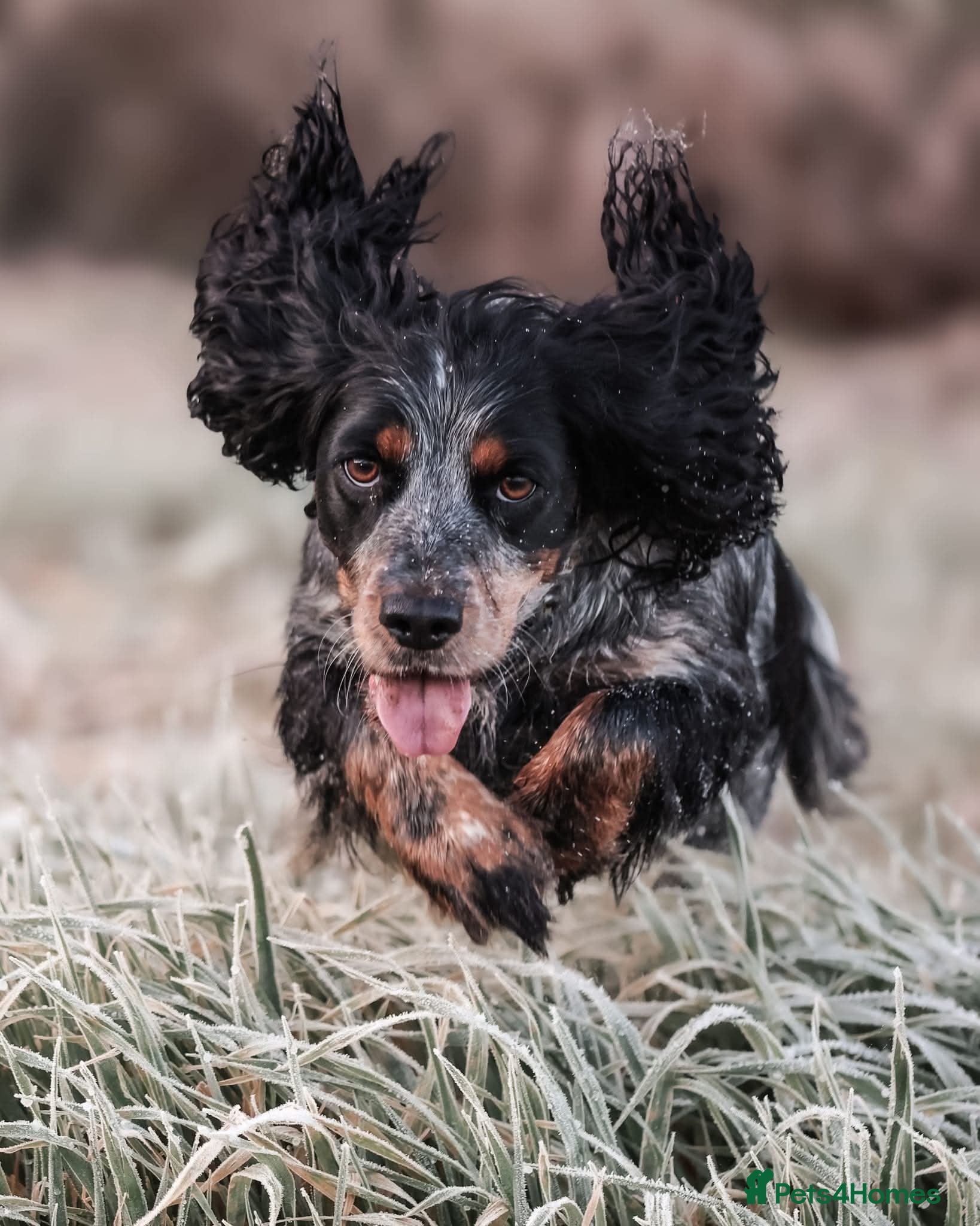 Cocker Spaniel dogs Beautiful Cocker spaniel puppies  - Advert 2